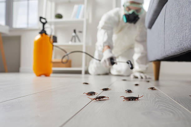 Affordable Bed Bug Control solutions in Burlingame, CA